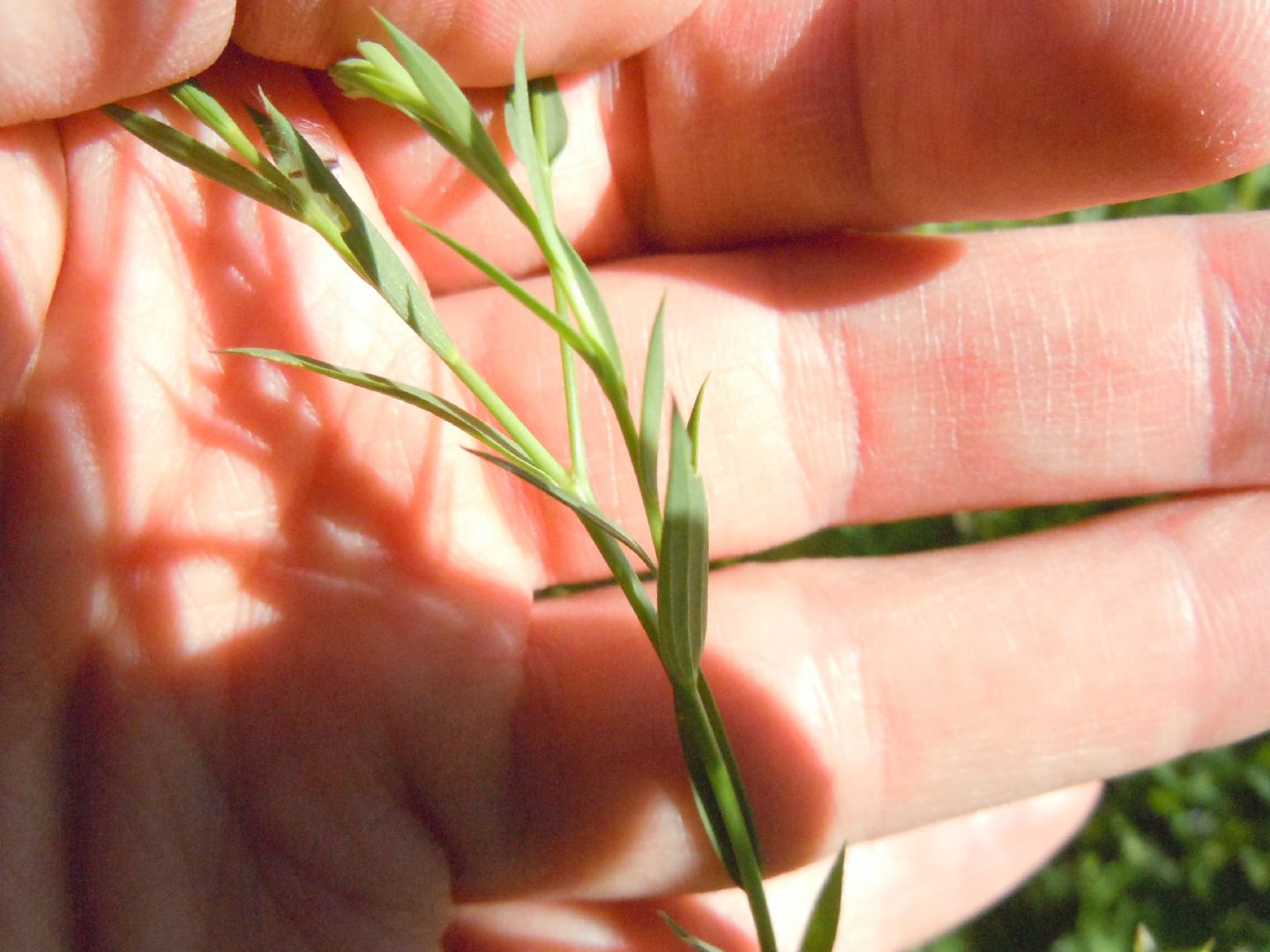 Linum usitatissimum subsp. angustifolium (=L. bienne) / Lino selvatico